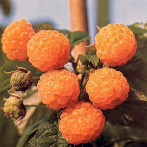Raspberry Fall Gold